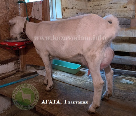 Агата Бусинка.jpg