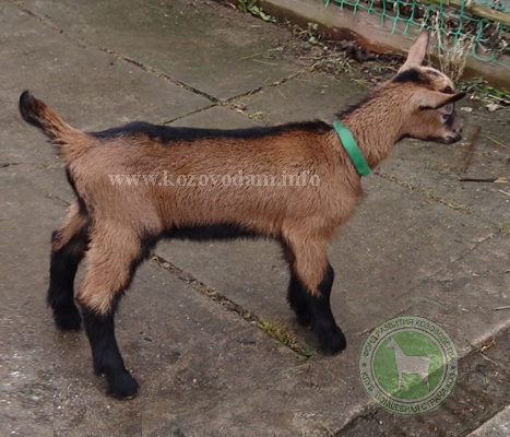 Амиго 1 ЛПХ Смирновских.jpg