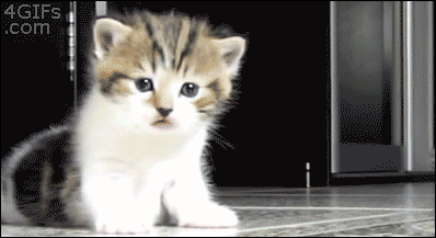 hooligans_from_the_animal_world_24.gif