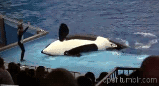 hooligans_from_the_animal_world_12.gif
