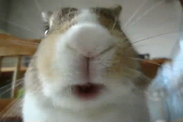 2963043.gif