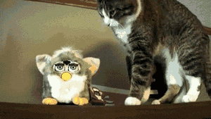 Cat Vs. Furby.gif