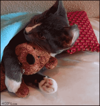 058edd4cb2408ae4daa9766ad2a597ea.gif
