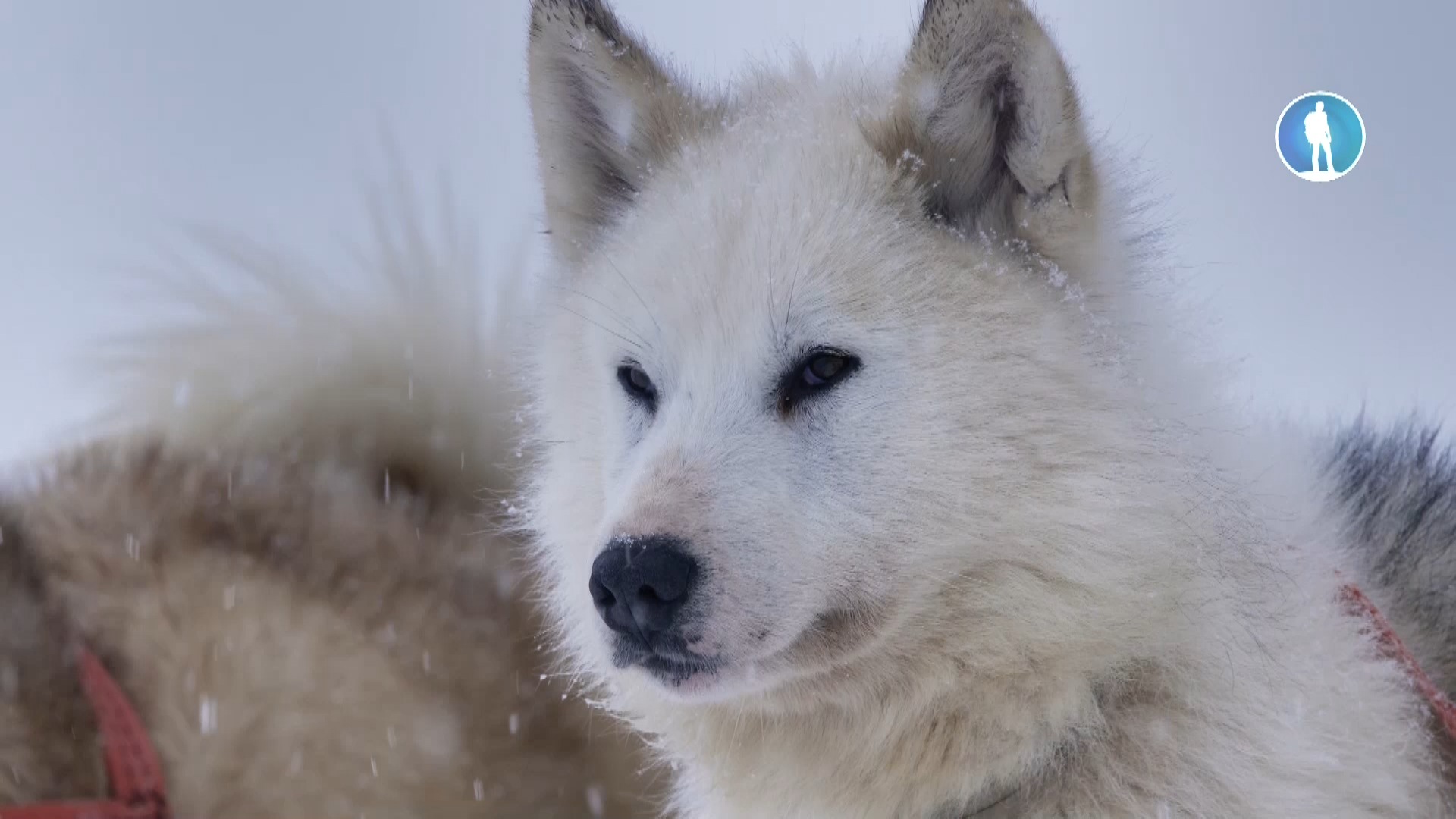 Изображение для Собаки во льдах / Ice Dogs (2016) HDTV 1080i (кликните для просмотра полного изображения)