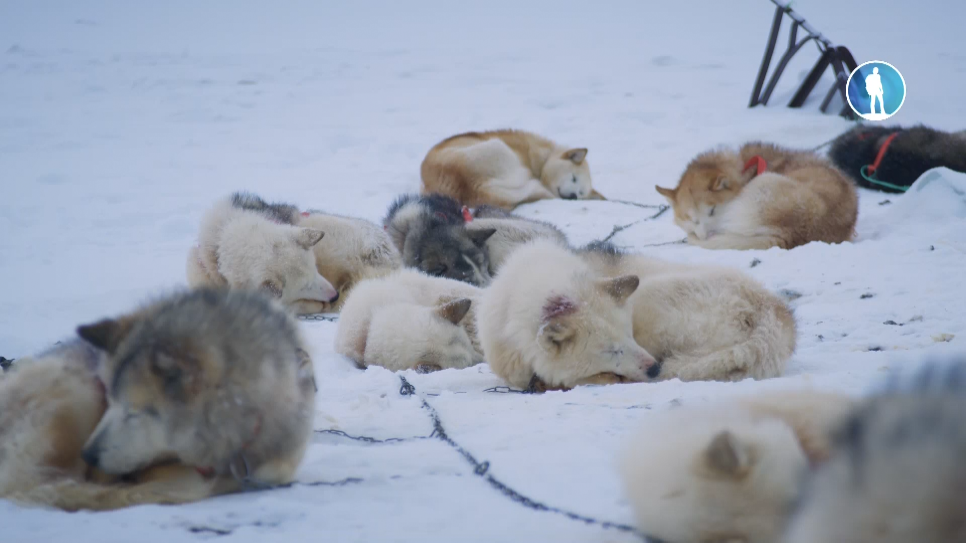 Изображение для Собаки во льдах / Ice Dogs (2016) HDTV 1080i (кликните для просмотра полного изображения)