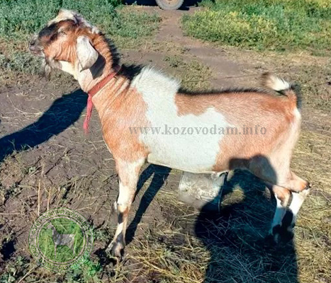 Бэтмен 3 Nudnaya.jpg