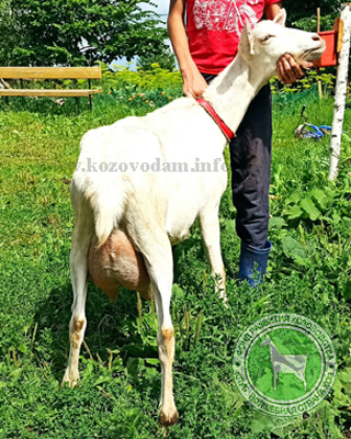Заря Заряница 4 Rabelle.jpg