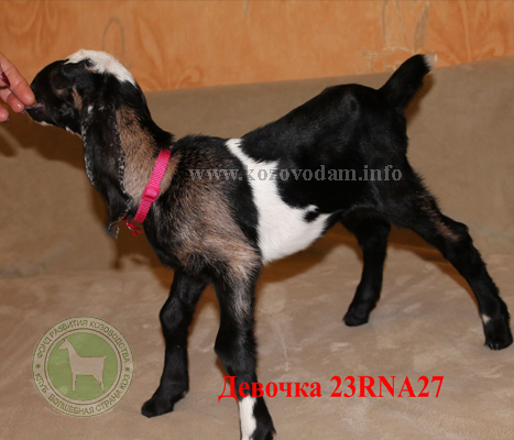 Козочка NF23001000D 2 Нелина.JPG