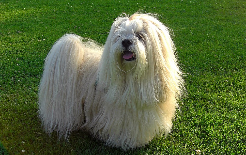 Абсо. Лхаса Апсо. Лхасский терьер Апсо. Лхаса-Апсо порода. Тибетская порода собак Апсо.