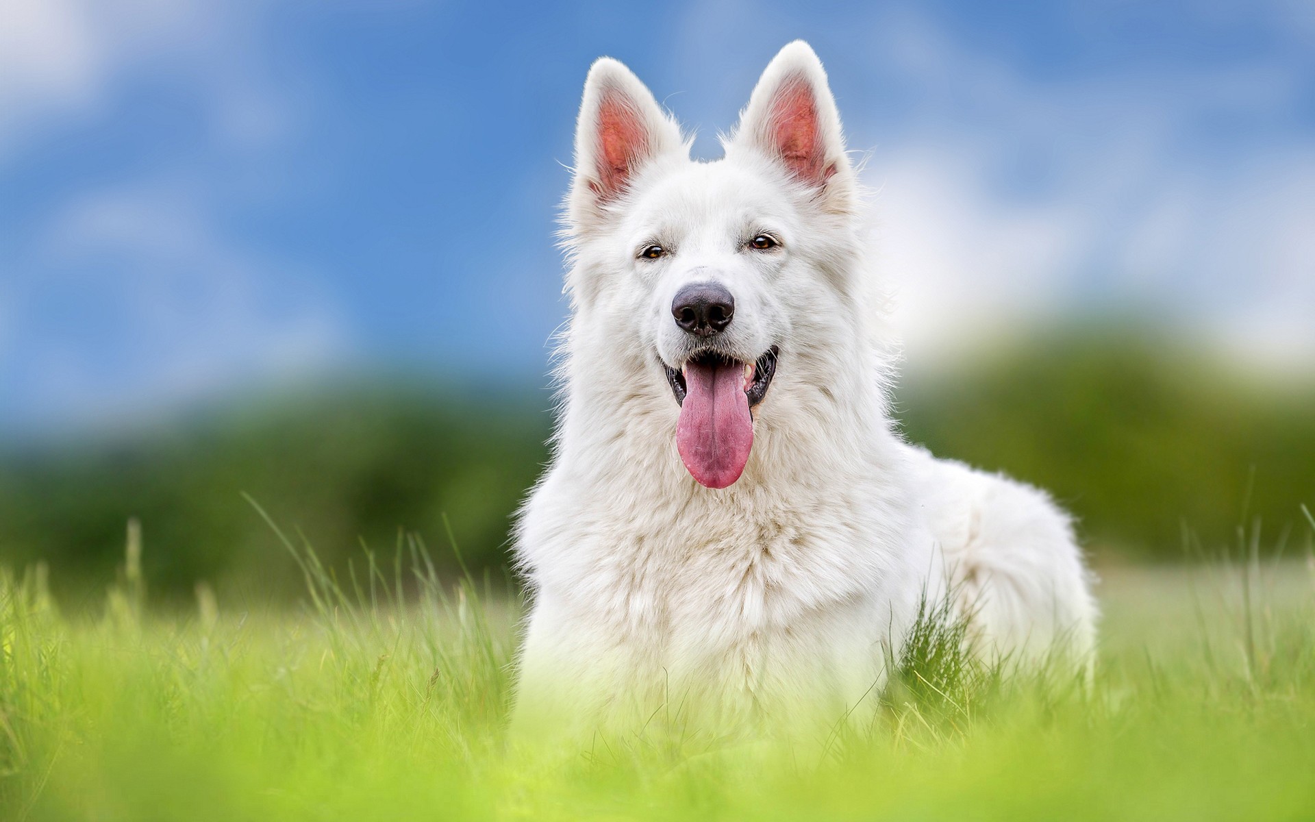 порода собак белого цвета фото