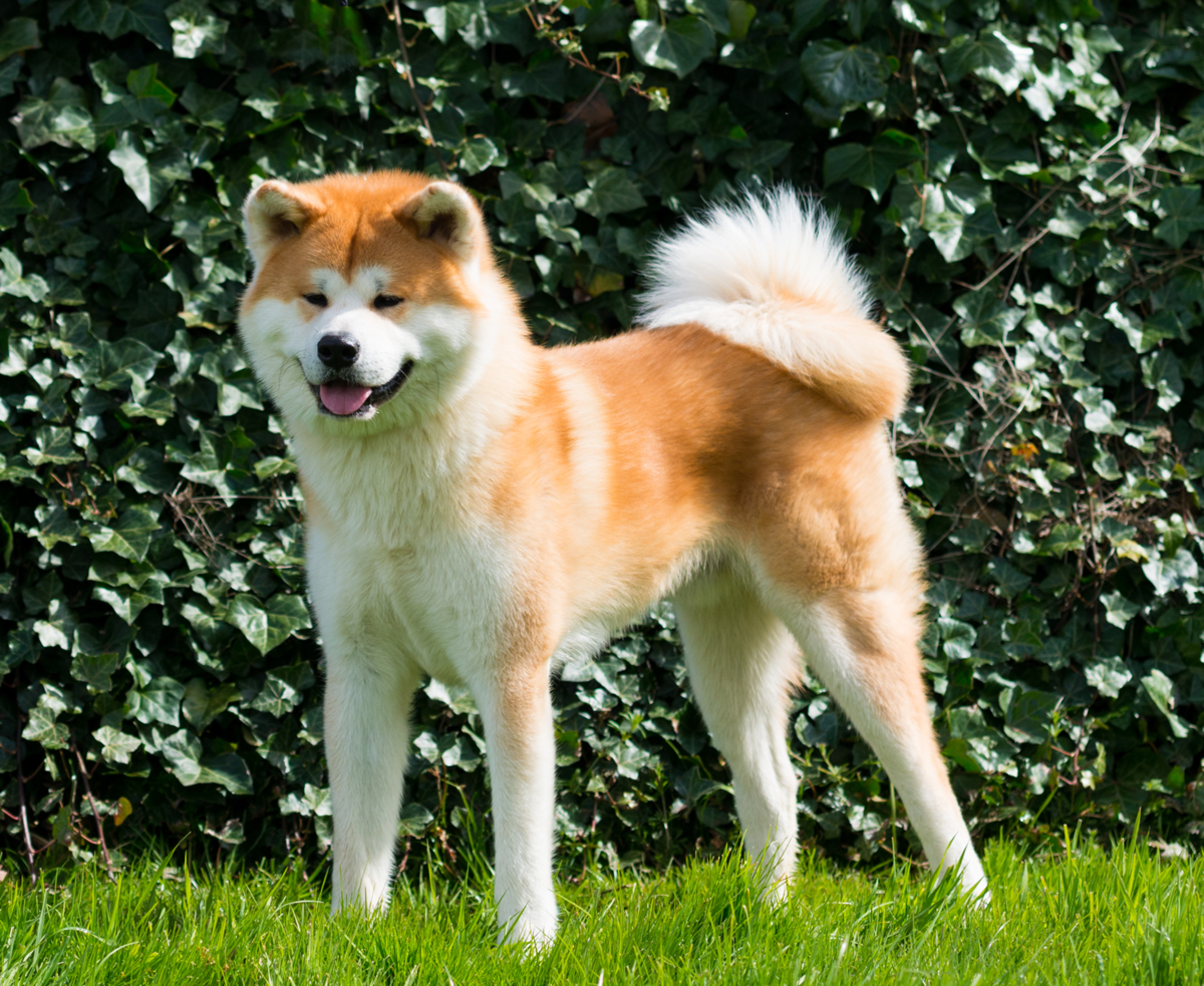 Японская собака 4 буквы. Акита-ину. Японская Акита ину. Лайка Акита ину. Порода японская Акита.