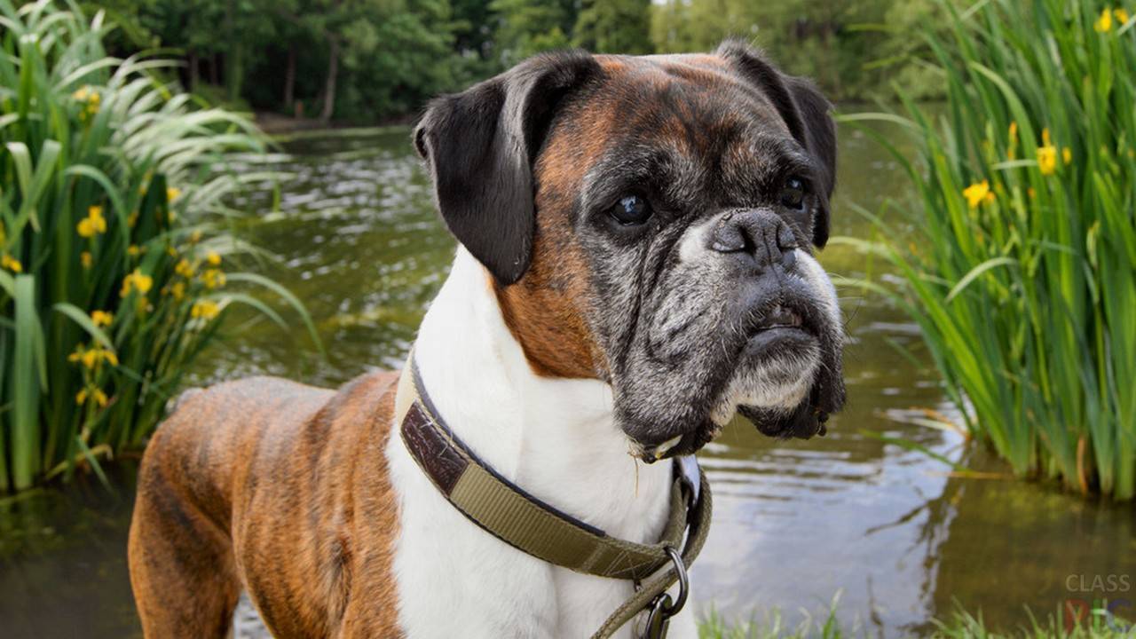 Boxer. Немецкий боксёр. Шотландский боксер собака. Боксер порода немецкий боксер. Немецкий бульдог.