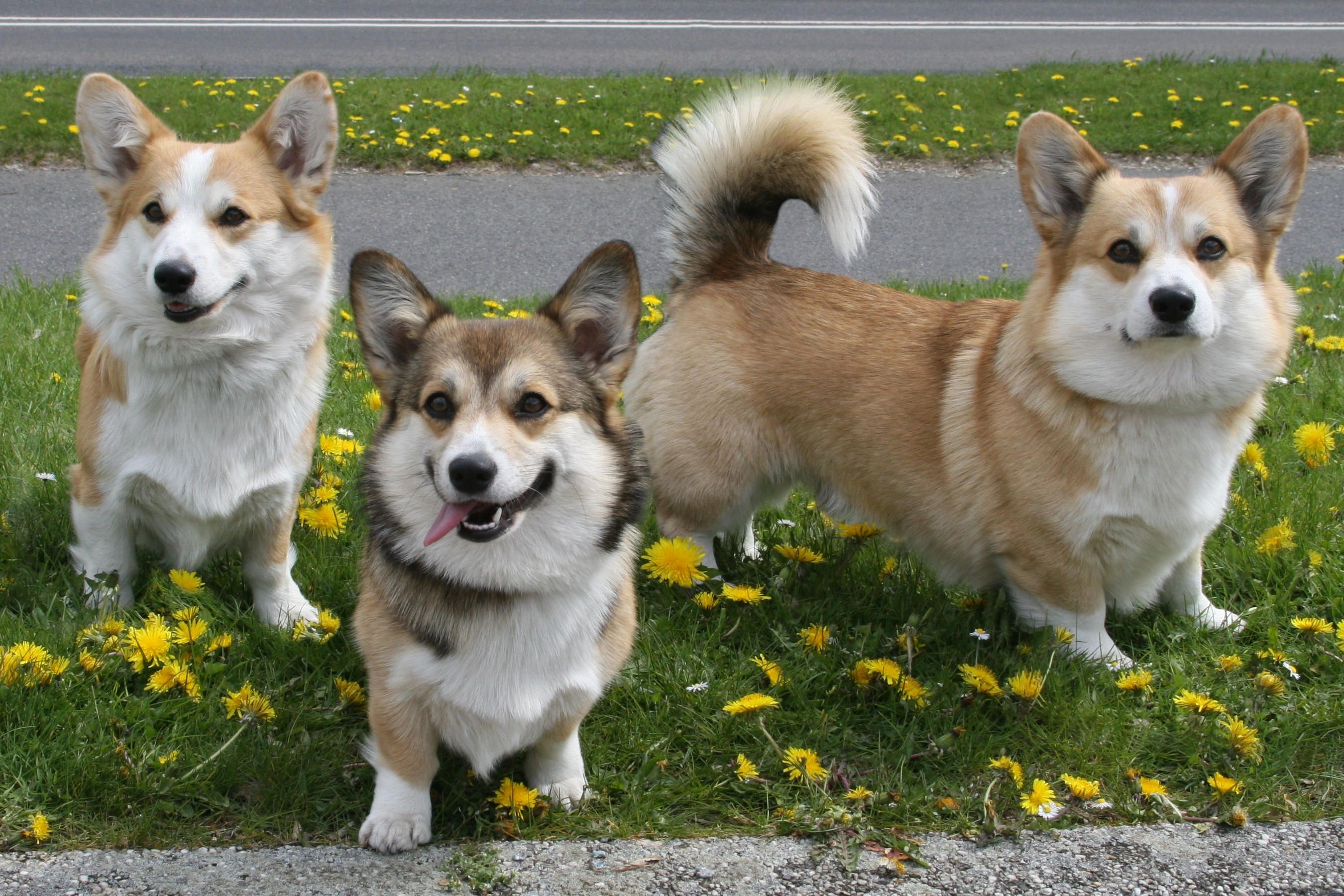 Разновидности корги порода собак фото