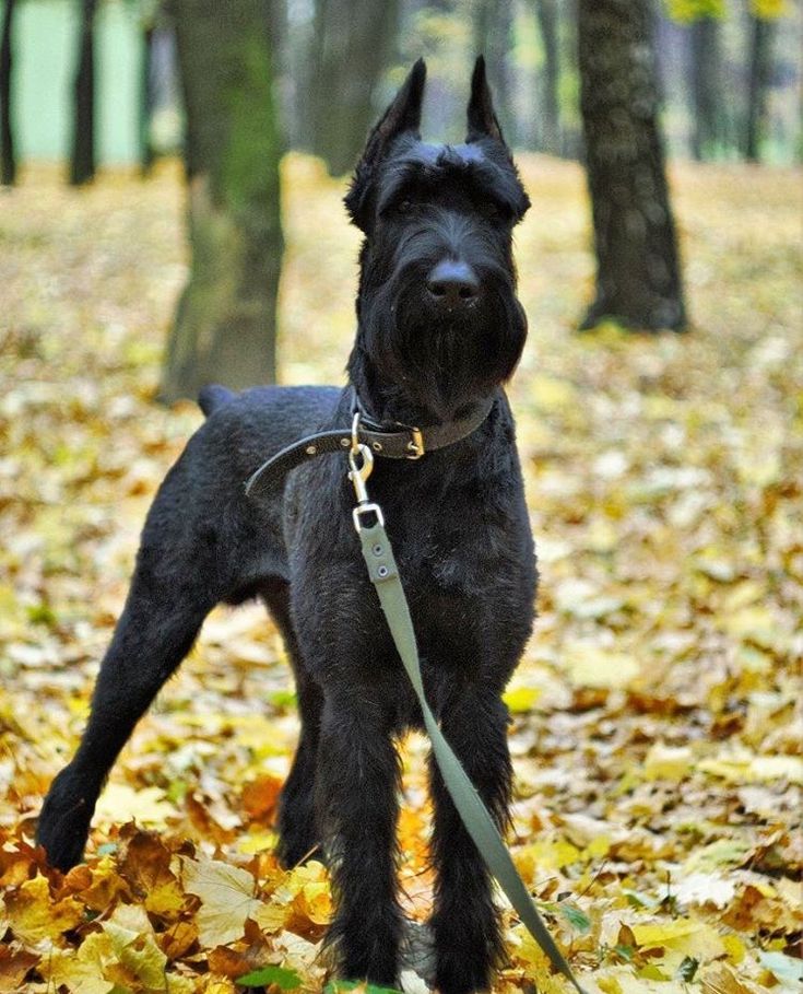 Фото собак ризеншнауцер