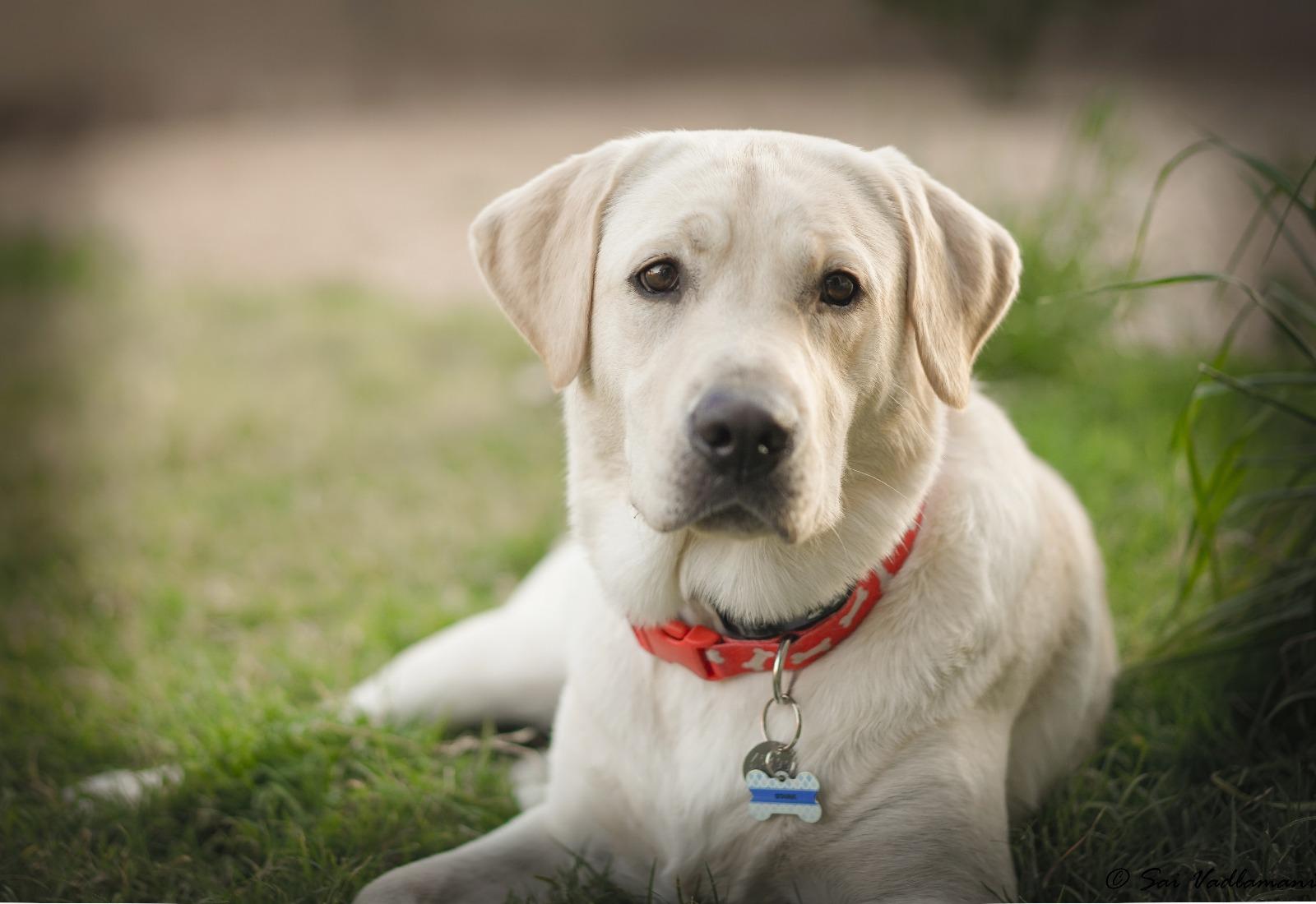 Лабрадор фото взрослой собаки белый