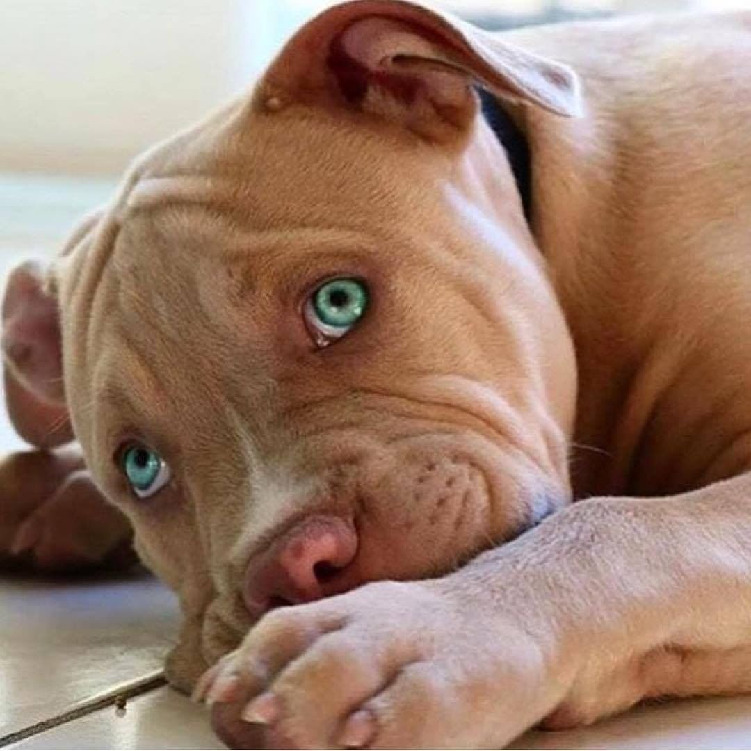 Фото питбуля собаки щенка