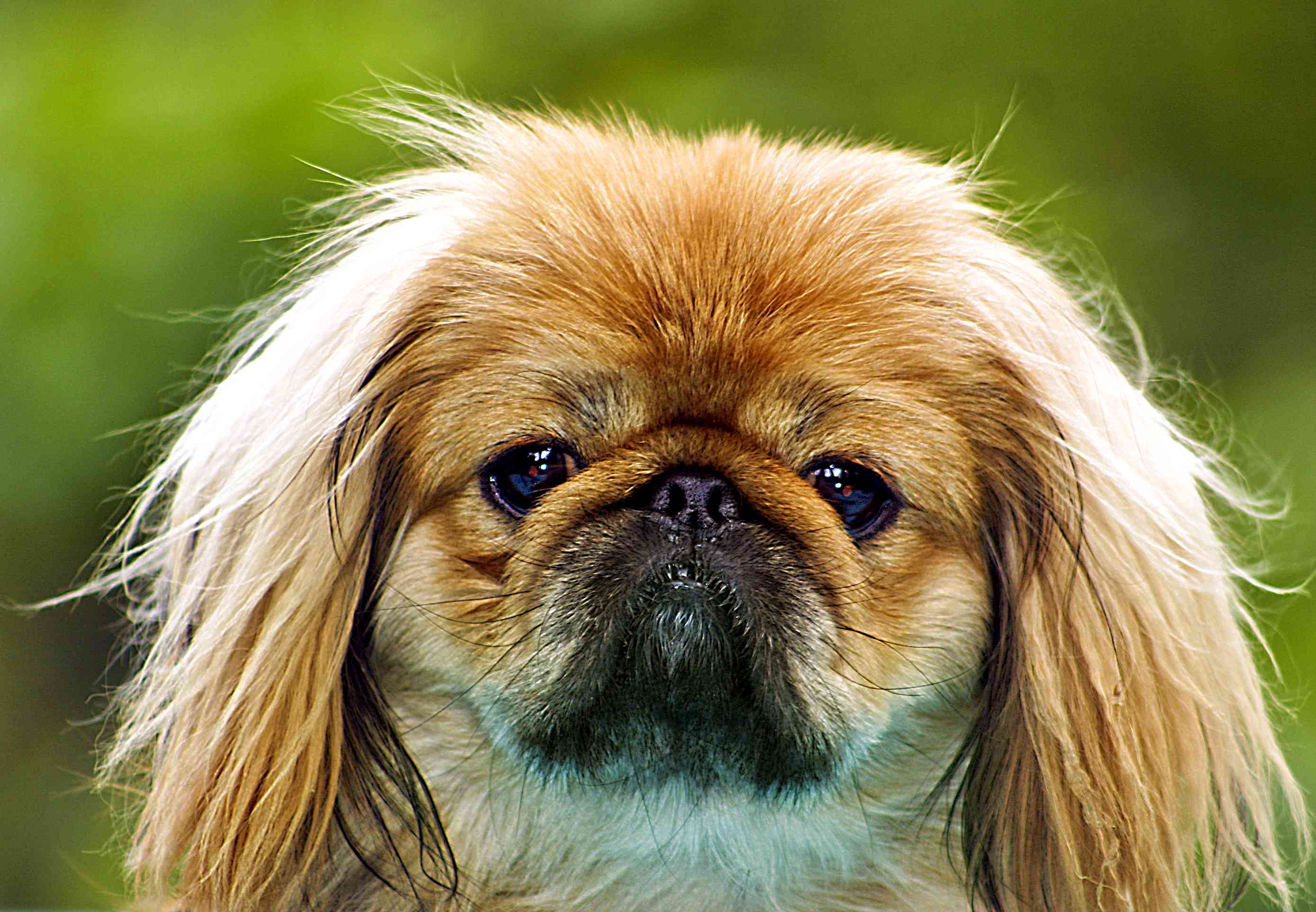 Породы собак пекинес с фотографиями