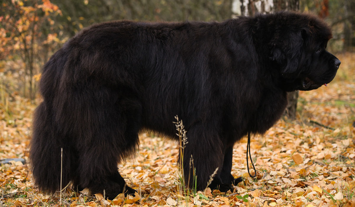 Собаки крупных пород черные. Ньюфаундленд. Ньюфаундленд собака. Ньюфаундленд (порода собак). Собака водолаз порода ньюфаундленд.
