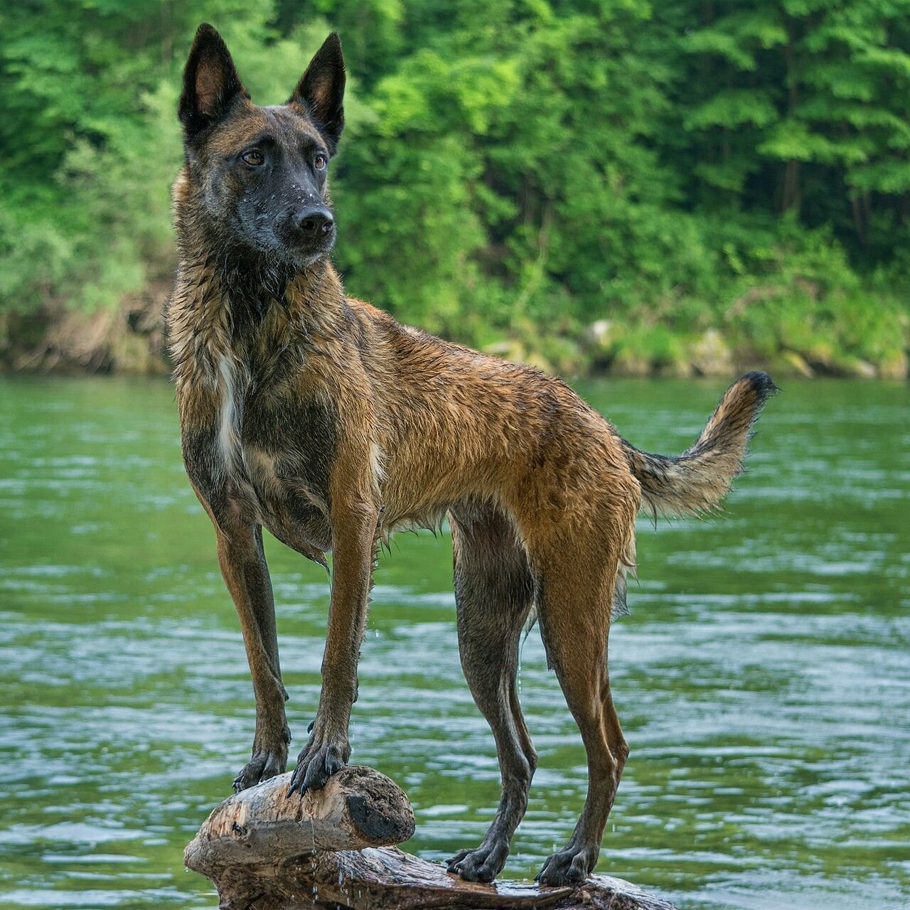 Порода собак бельгийская овчарка фото