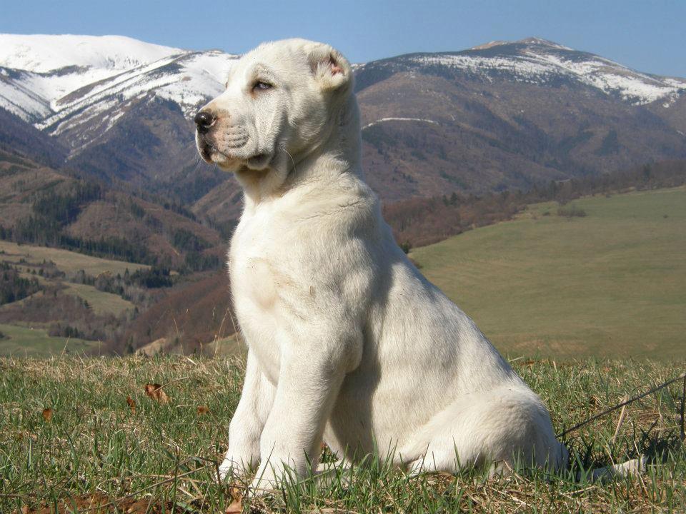 Алабай — среднеазиатская овчарка - фото