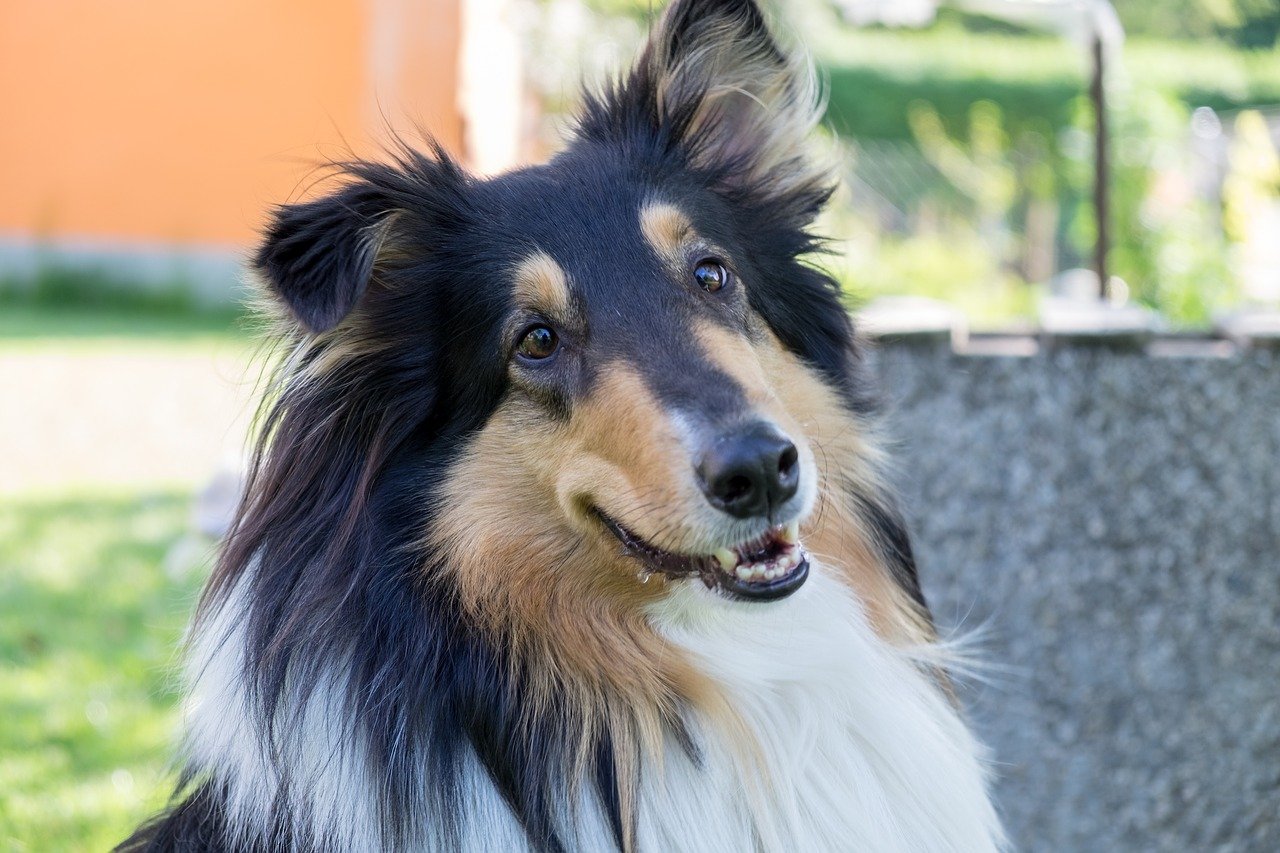 Овчарка колли. Ирландский колли. Колли дворняга. Колли (Collie).