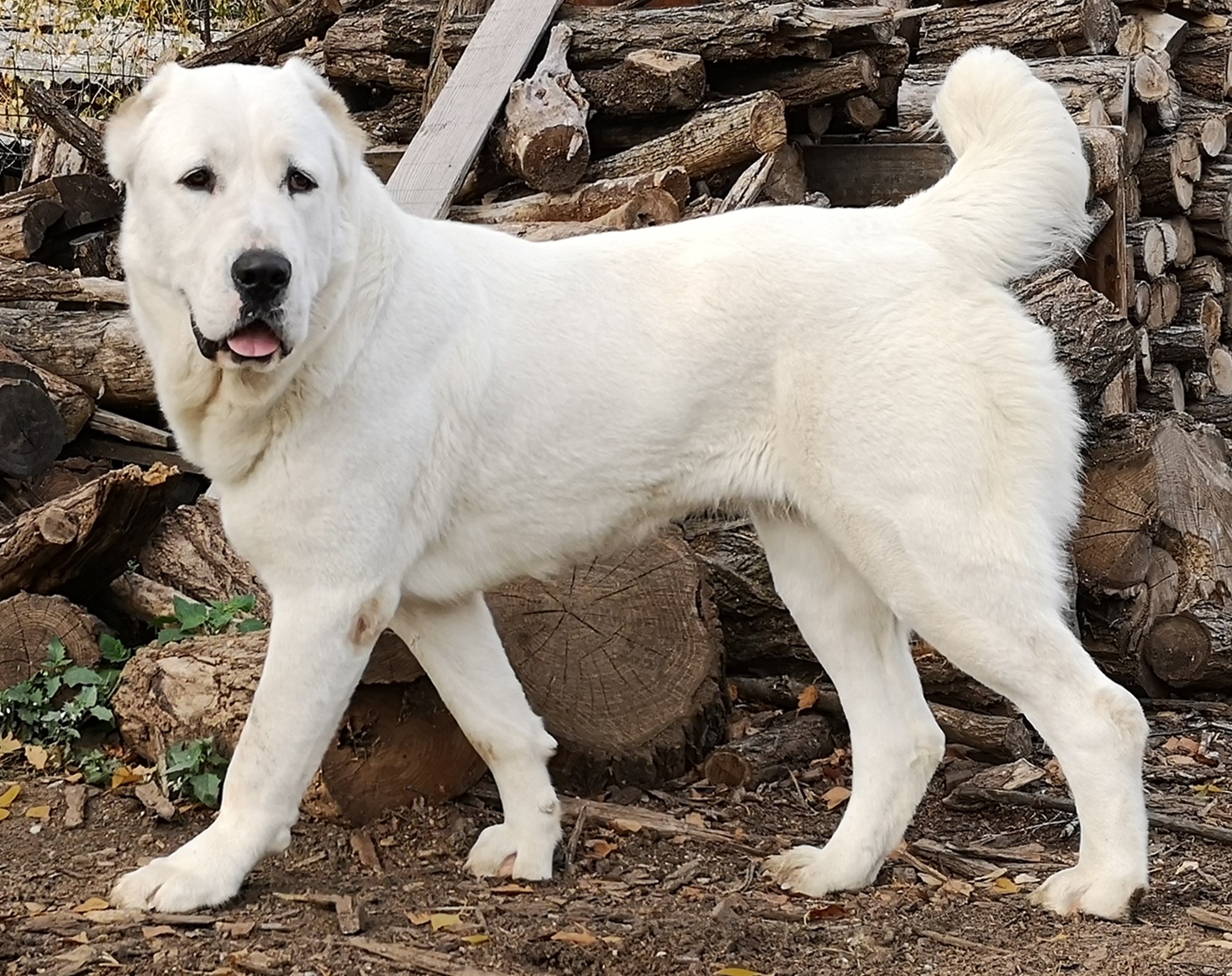 азиатская овчарка фото взрослой собаки