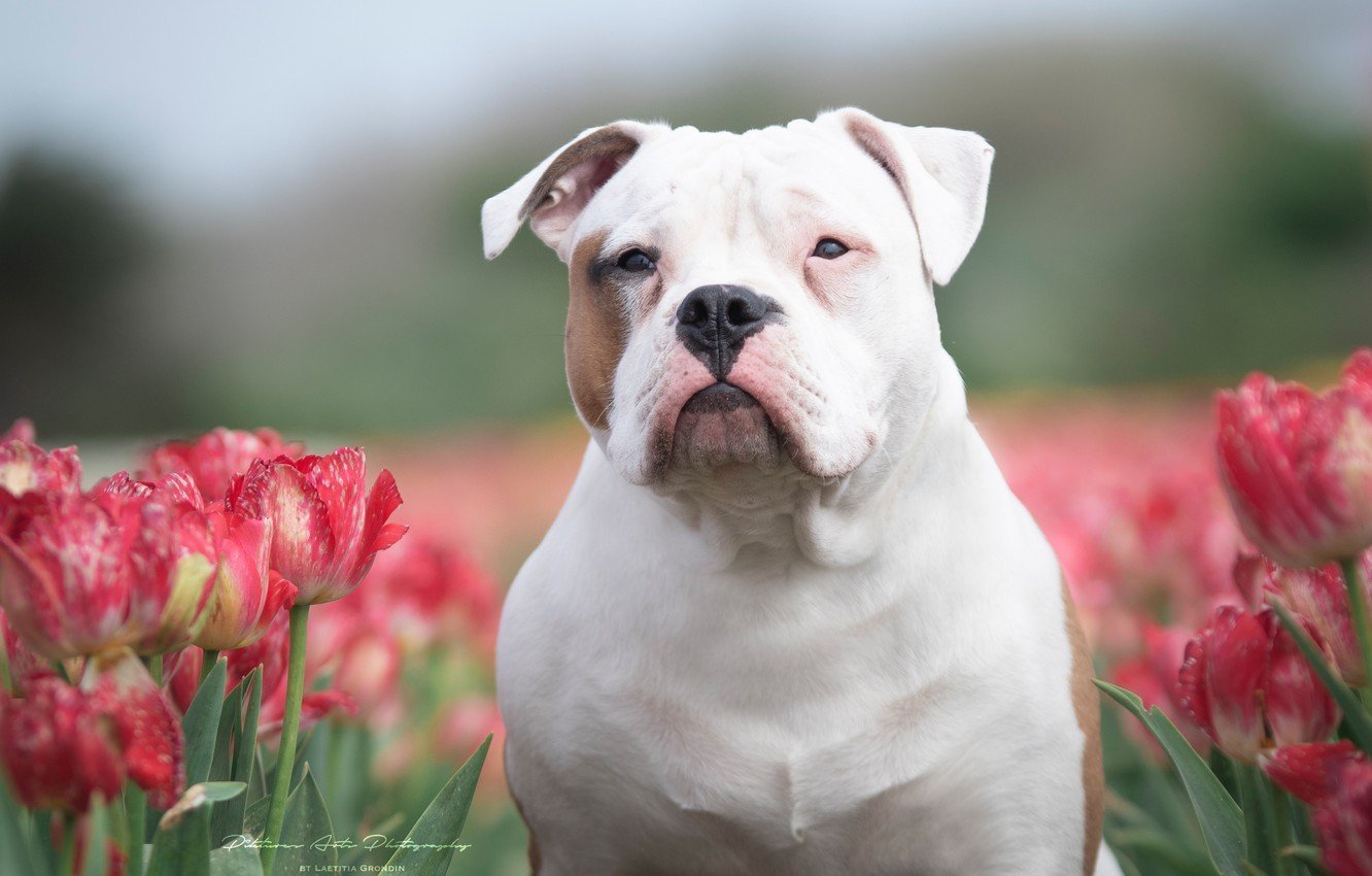 Tulipa Bulldog тюльпан бульдог