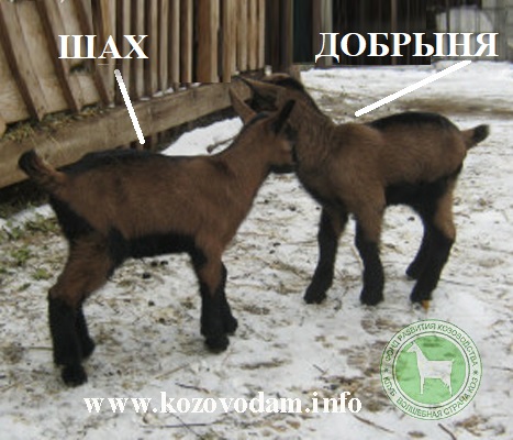 Шах Nattali.jpg