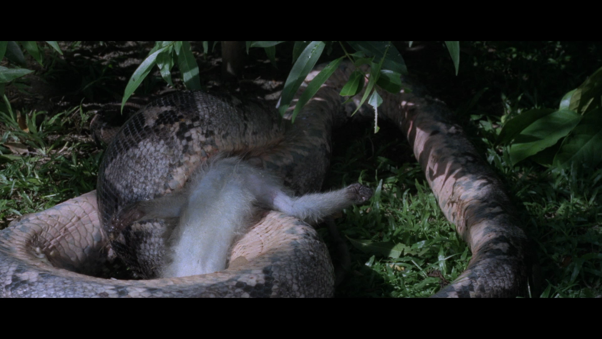 00001.(Slave of the Cannibal God 1978 2in1 1080p USA Blu-ray AVC DTS-HD MA 2.0-CultFilms)_20230615_201350.png