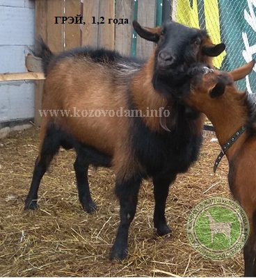 Грэй 2 Марина Третьякова.jpg