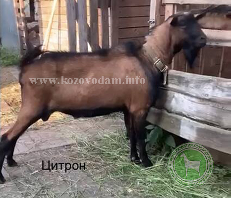 Цитрон  Светлана Владиславовна.jpg
