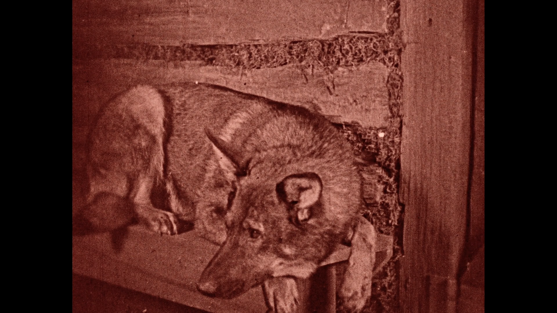 Where the North Begins 1923 BDRemux 1080p.mkv_snapshot_00.52.18.png