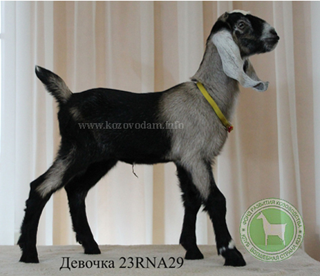 Козочка NDF23001046D 1 Нелина.jpg