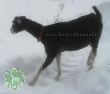 Феона MoyaLamancha.jpg