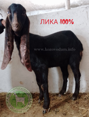 Лика Николаевич.jpg
