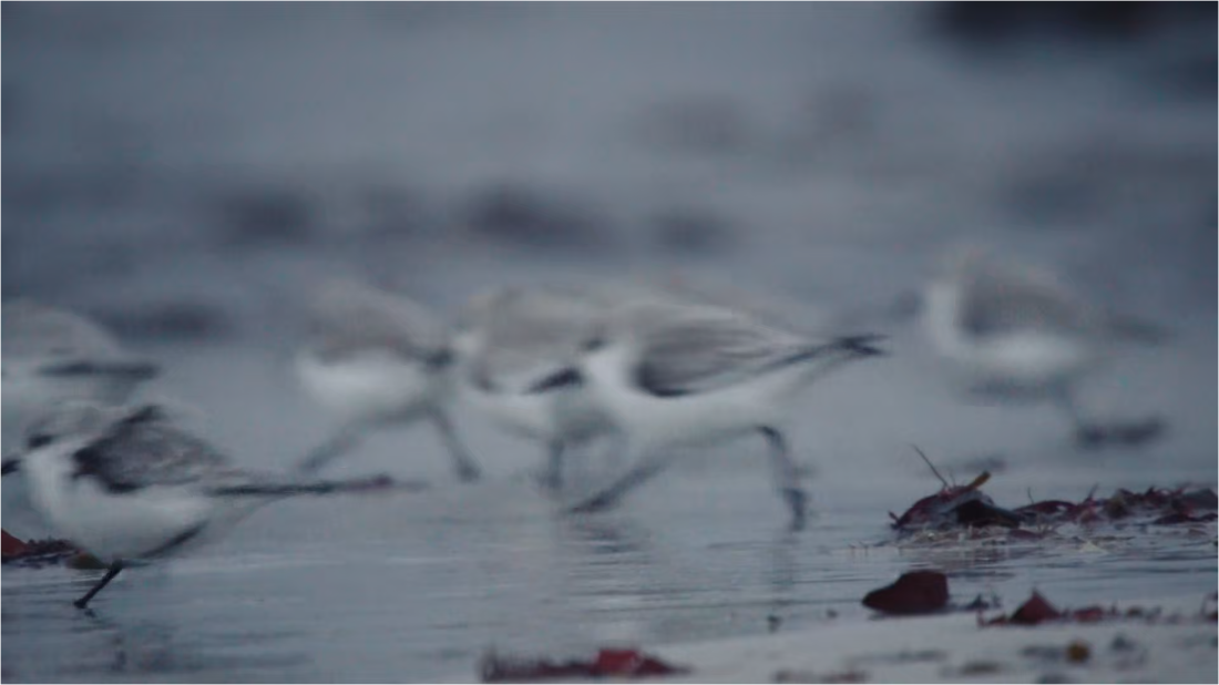 Winterwatch S12E03 [1080p] (x265) 60ec58c7b693f4a98a95a79cb9ca89b6