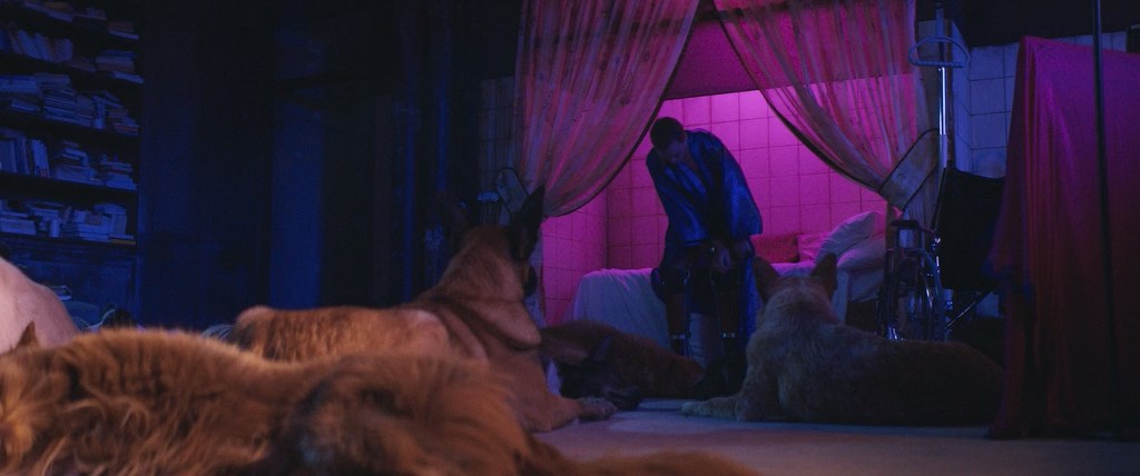 DogMan.2023.WEB-DLRip-AVC_от New-Team_JNS82.mkv_snapshot_00.26.47.710.jpg