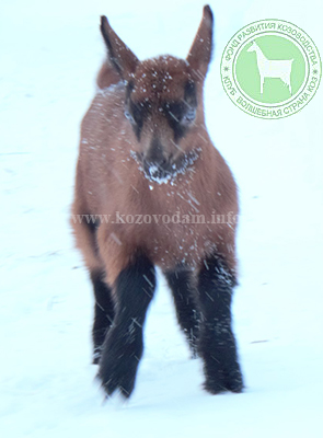 Вирджи Елена А..jpg