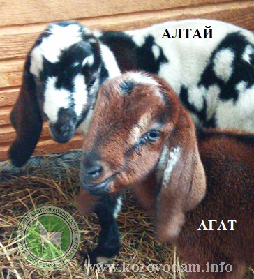 Алтай Агат 2 Irina.jpg