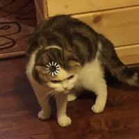 ������ ��� FixFever