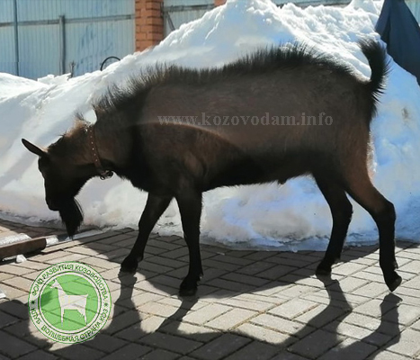 Бруно 3 Kulbashnaya Raisa.jpg