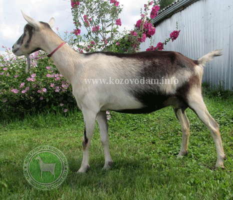Мария 3 liliadolin.jpg