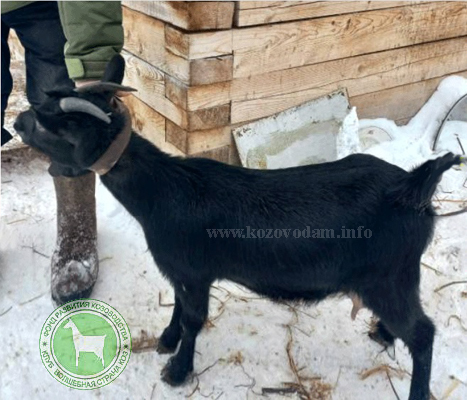 Сима Пермские камерунцы.jpg