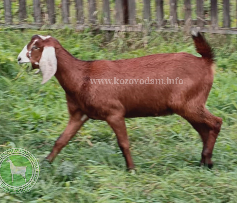 Клара 1 Kristinarai.jpg