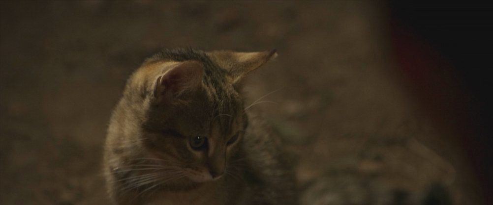 Мой котик и я (2023) BDRip-AVC_ivanes.mkv_20250207_150437.248.png