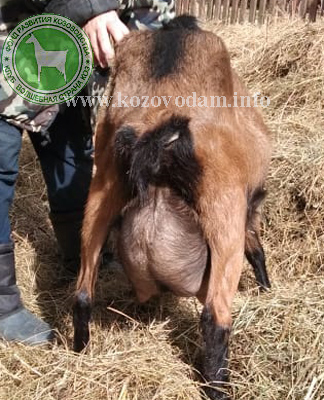 Злата 2 ЛПХ Шумиловой.jpg