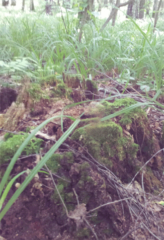 1732476430.gif
