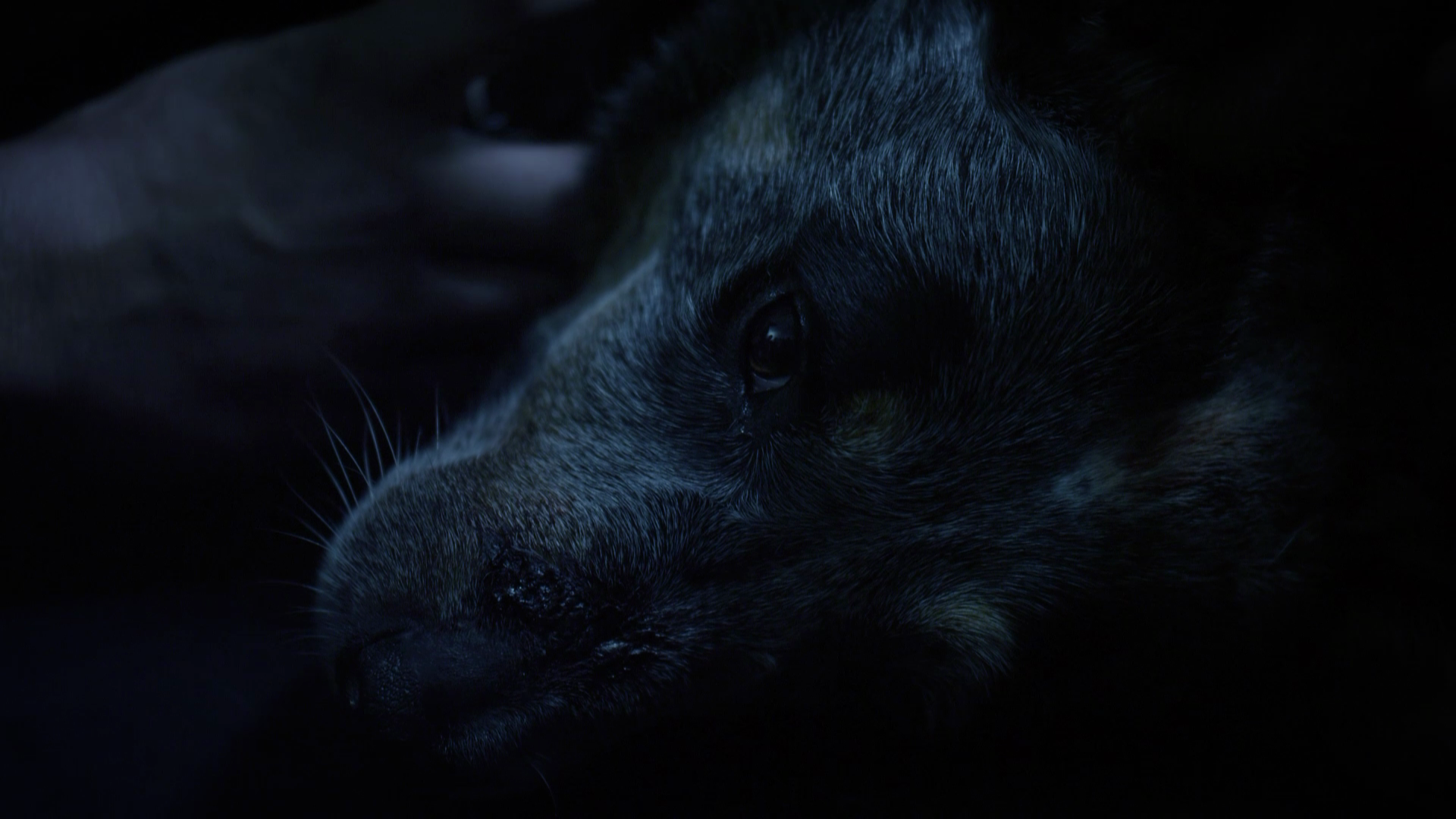 Rise.of.the.Zombies.2012.Asylum.BDRemux.1080p.mkv_20250818_055910.343.png