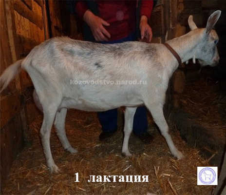 Хитана 4 Anny.jpg