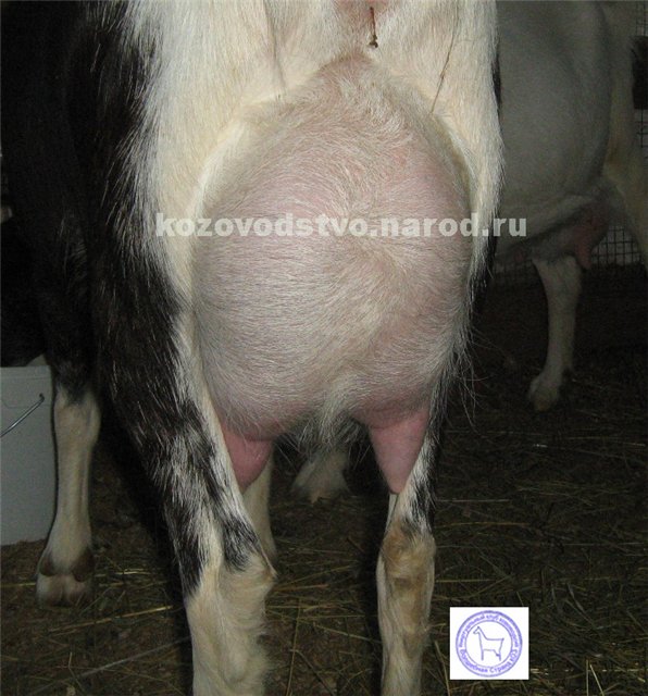 Алиса 2 Света.jpg